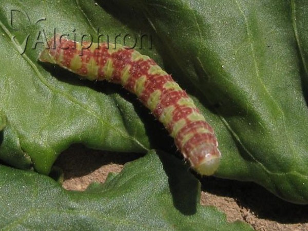 Epirrita dilutata