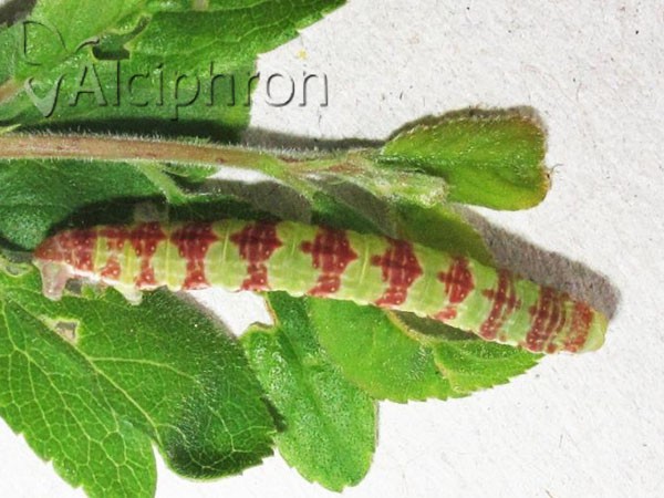 Epirrita dilutata