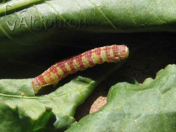Epirrita dilutata