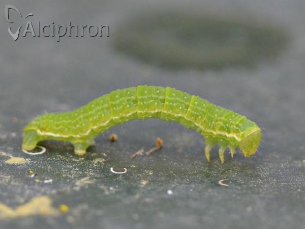 Epirrita christyi