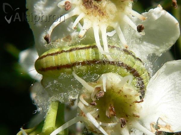 Perizoma alchemillata