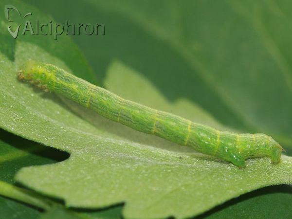 Cleora cinctaria