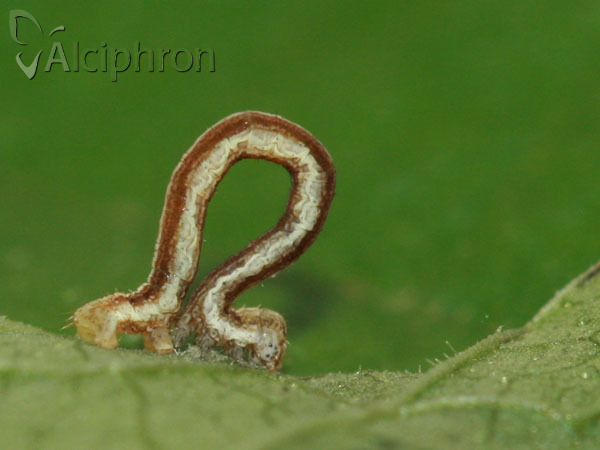 Peribatodes rhomboidaria