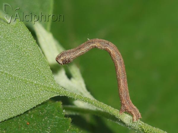 Peribatodes rhomboidaria