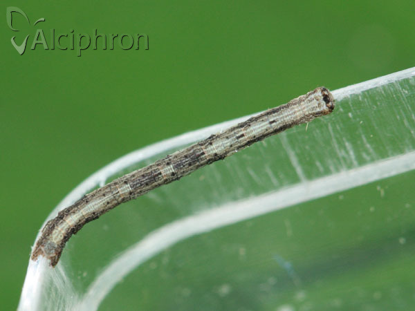 Peribatodes rhomboidaria