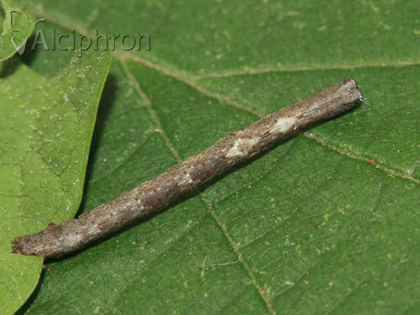 Peribatodes rhomboidaria