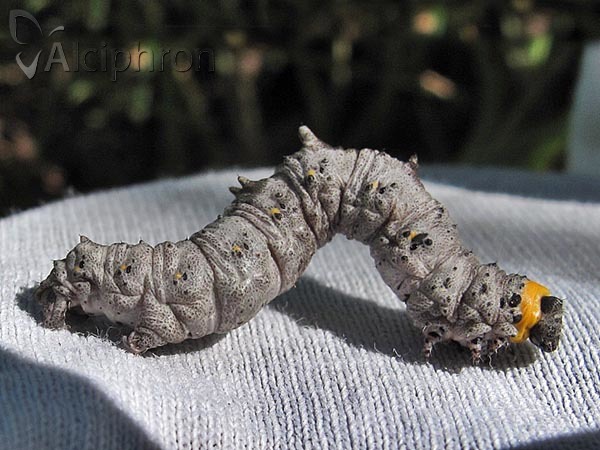Nychiodes dalmatina