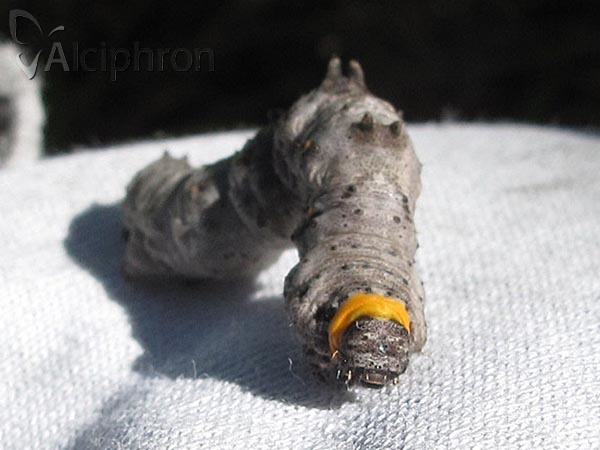 Nychiodes dalmatina
