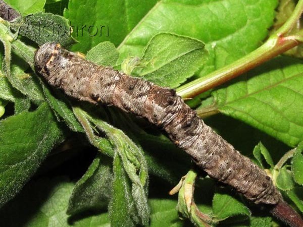 Nychiodes dalmatina
