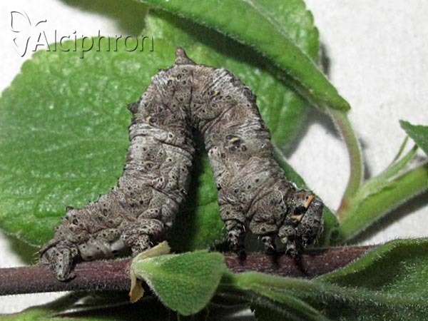 Nychiodes dalmatina