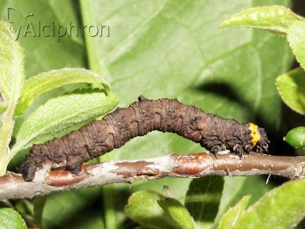 Nychiodes dalmatina