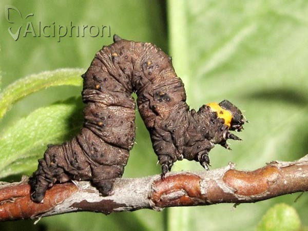 Nychiodes dalmatina