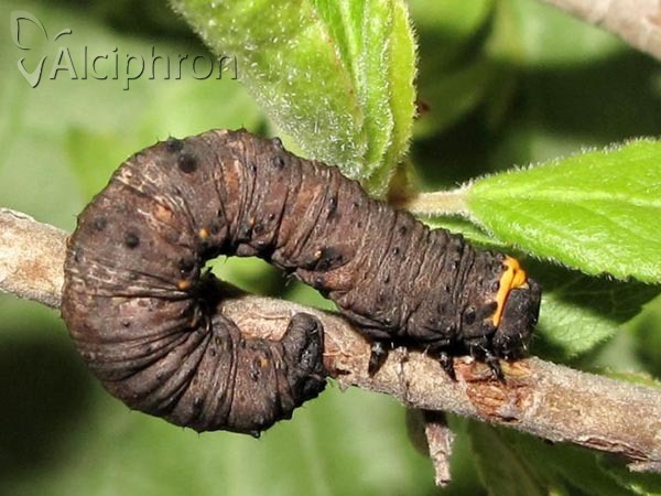 Nychiodes dalmatina