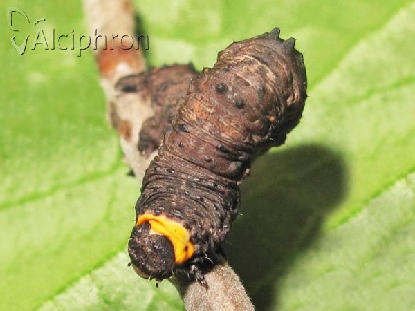 Nychiodes dalmatina
