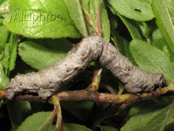 Nychiodes dalmatina