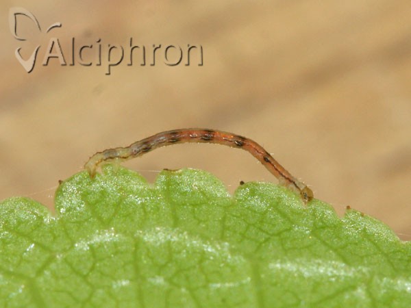 Campaea margaritaria