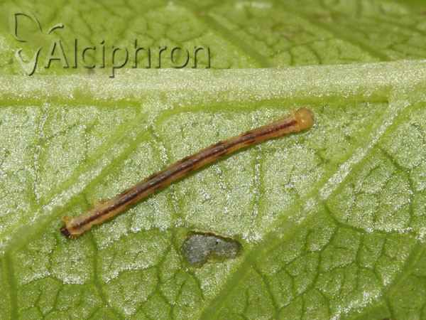 Campaea margaritaria