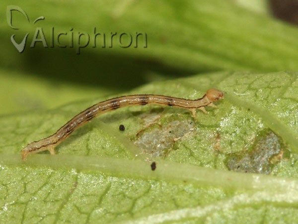 Campaea margaritaria