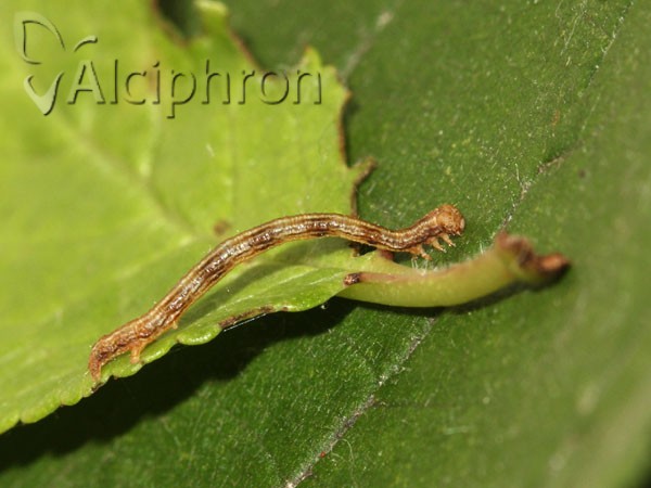 Campaea margaritaria
