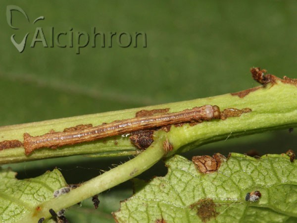 Campaea margaritaria