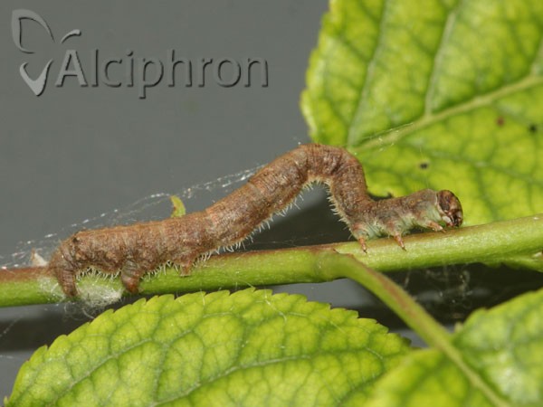 Campaea margaritaria