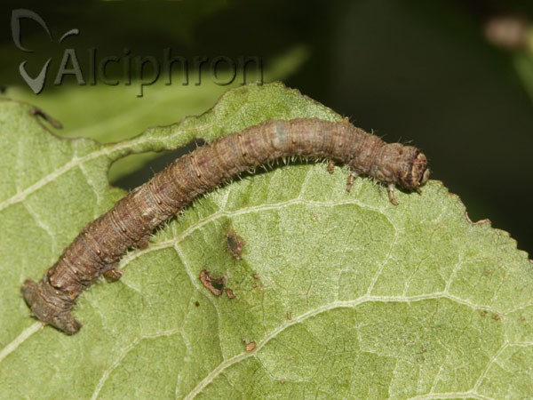 Campaea margaritaria