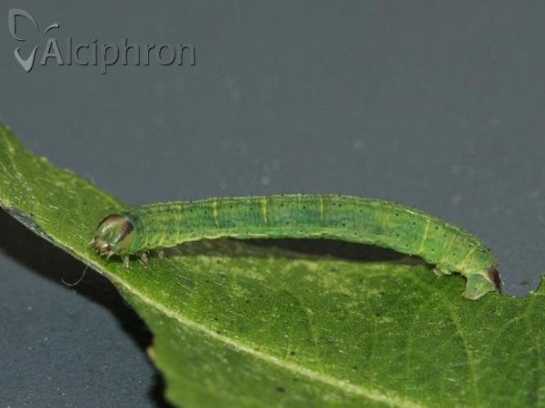 Lomaspilis marginata