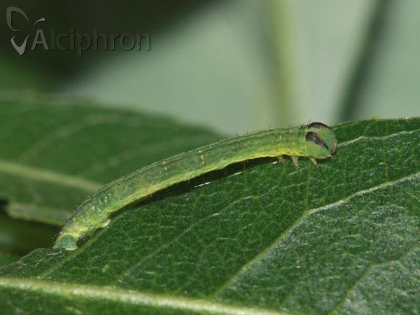 Lomaspilis marginata