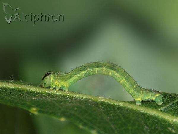 Lomaspilis marginata