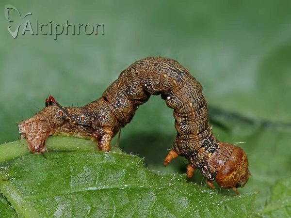 Colotois pennaria