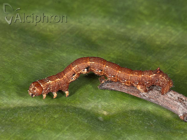 Colotois pennaria