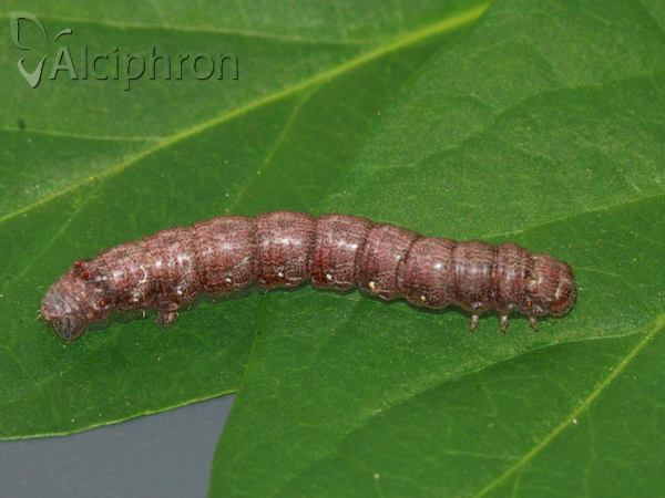 Colotois pennaria