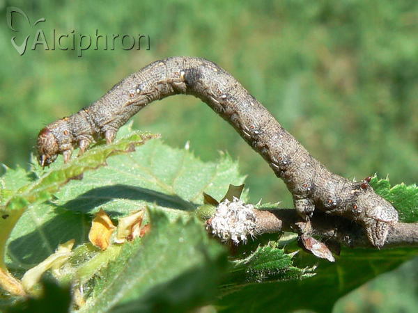Colotois pennaria