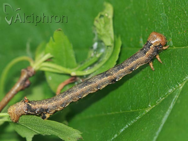 Colotois pennaria