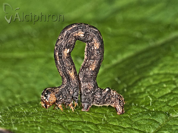 Colotois pennaria