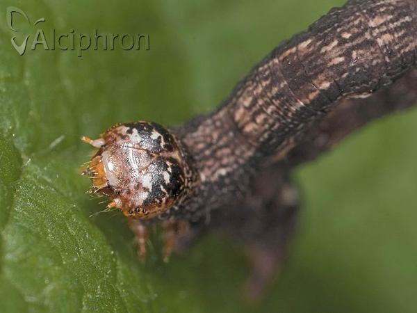 Colotois pennaria