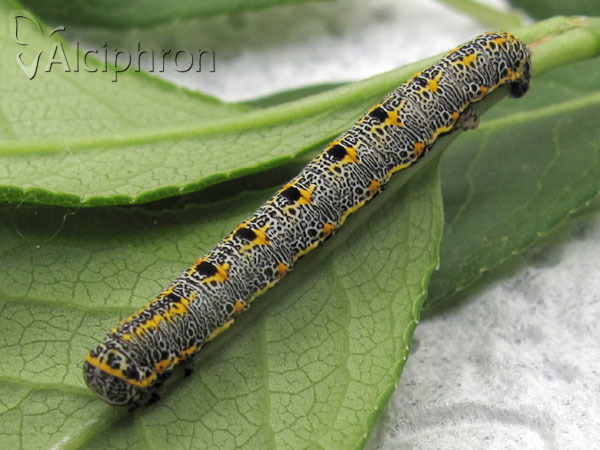Artiora evonymaria