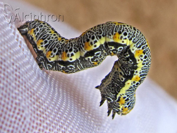 Artiora evonymaria
