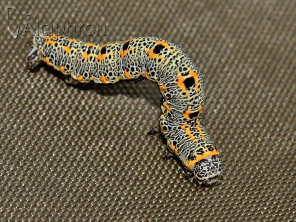 Artiora evonymaria