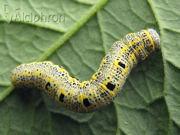 Artiora evonymaria