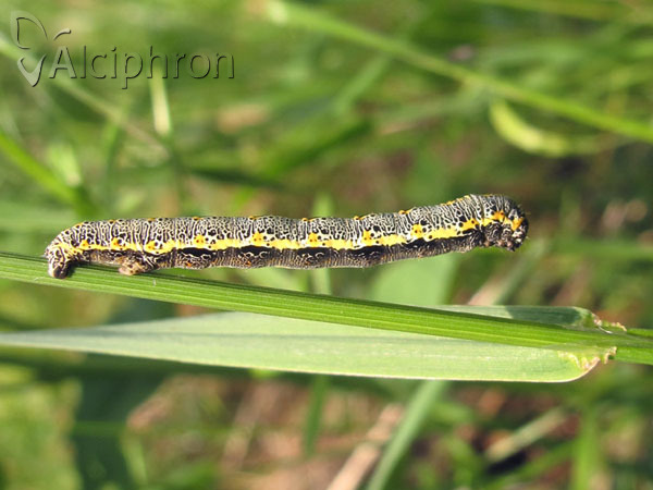 Artiora evonymaria