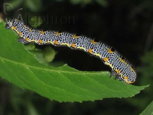 Artiora evonymaria
