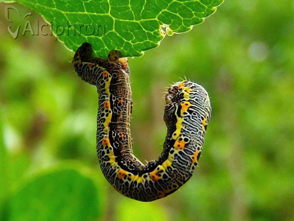 Artiora evonymaria