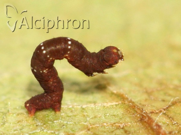 Selenia lunularia