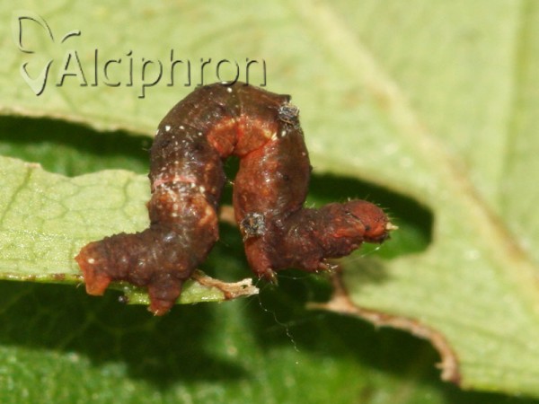 Selenia lunularia