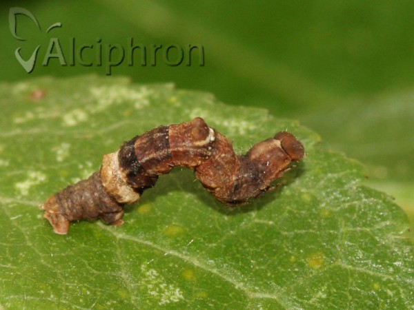 Selenia lunularia