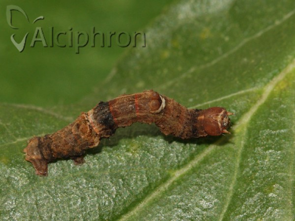 Selenia lunularia