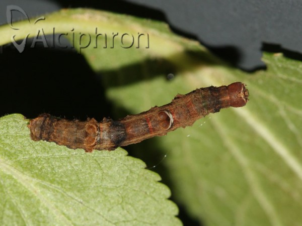 Selenia lunularia