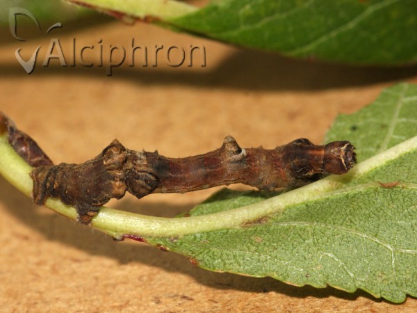 Selenia lunularia