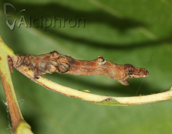 Selenia lunularia